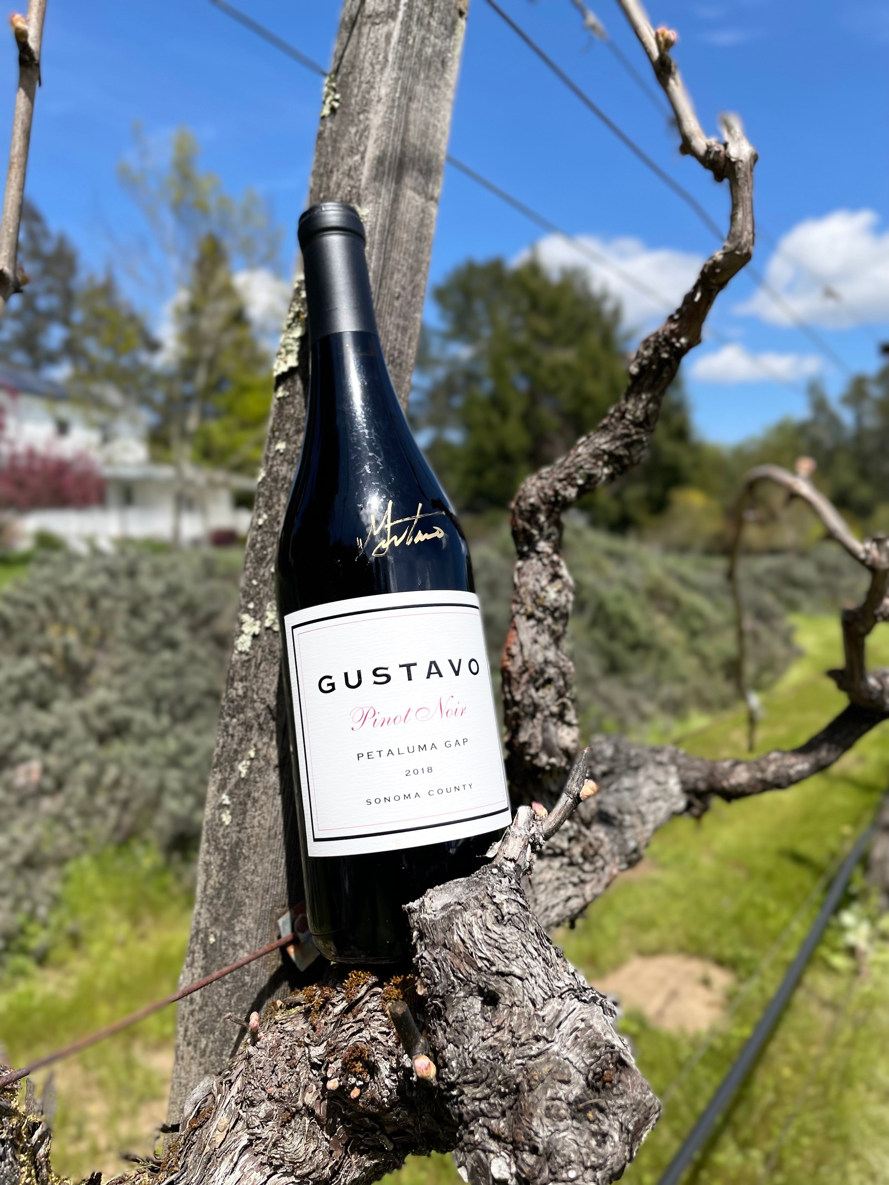 Pinot Noir 2018 Petaluma Gap Sonoma - Gustavo